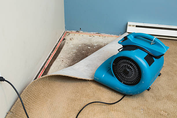 Best Professional water damage repair  in Atwood, KS